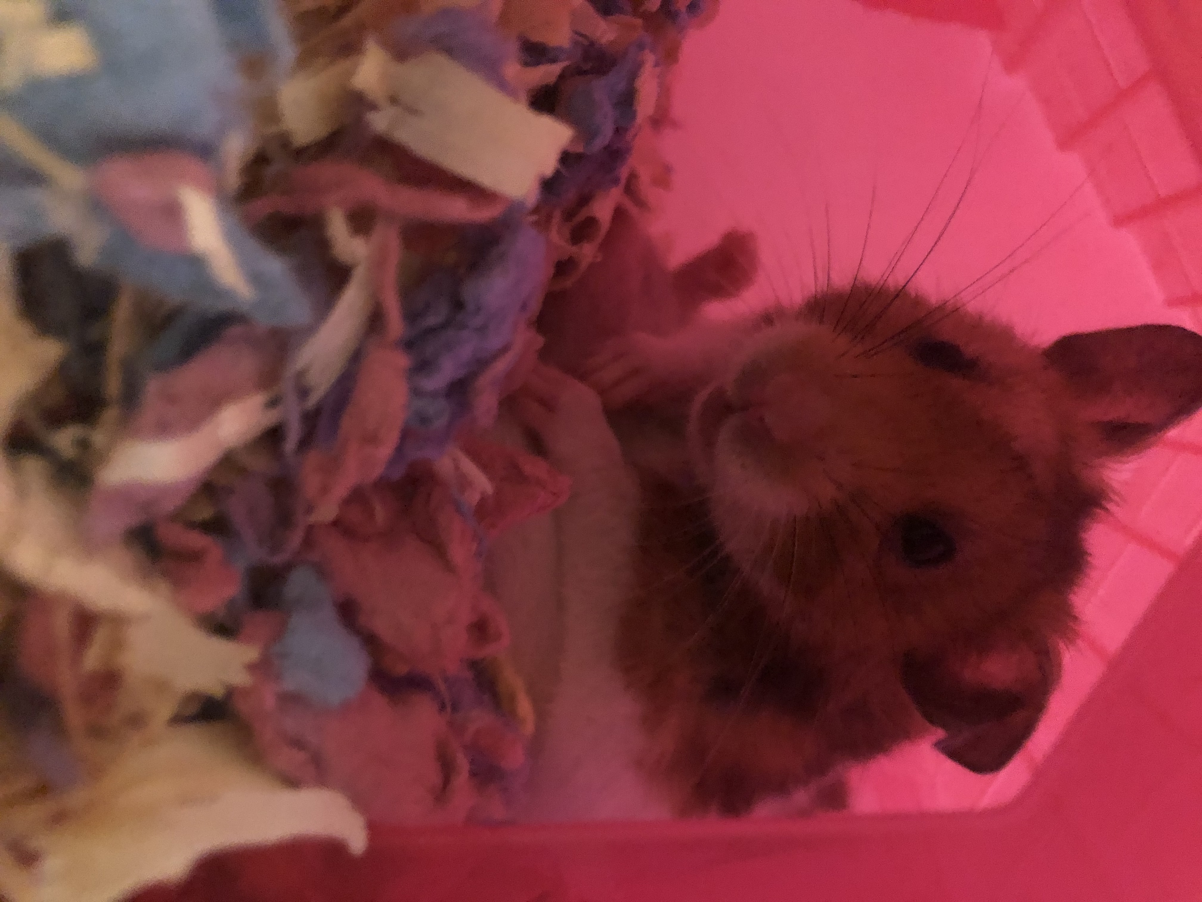 Hamster sitting very comfortably all cozy like